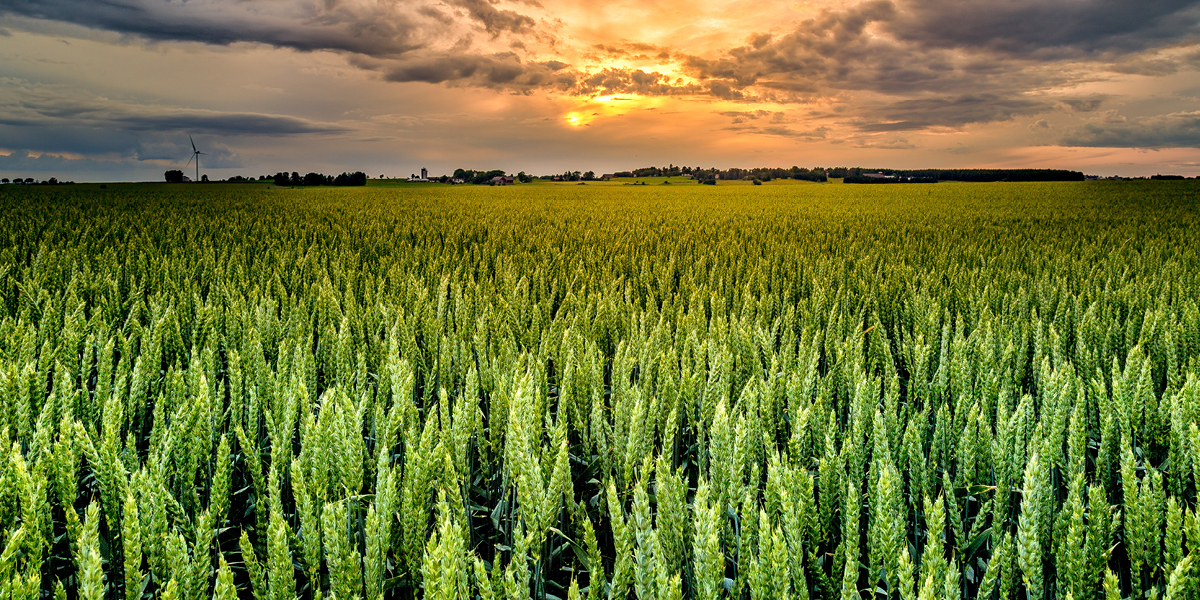 BASF Agricultural Solutions Eastern Canada